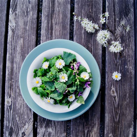 Wild Herbs Salad with stinging nettles and dandelion greens