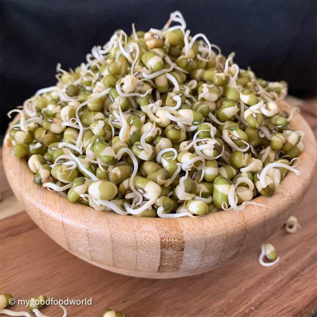 How to grow thick mung bean sprouts