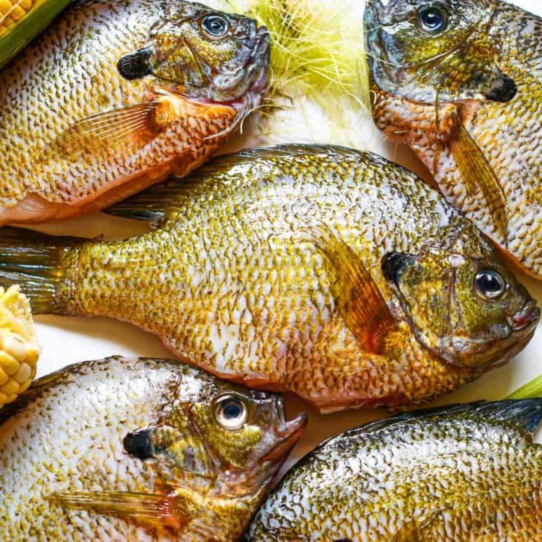 Quick and Easy Fried Bluegill Recipe