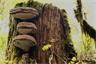 Fungies on a stump